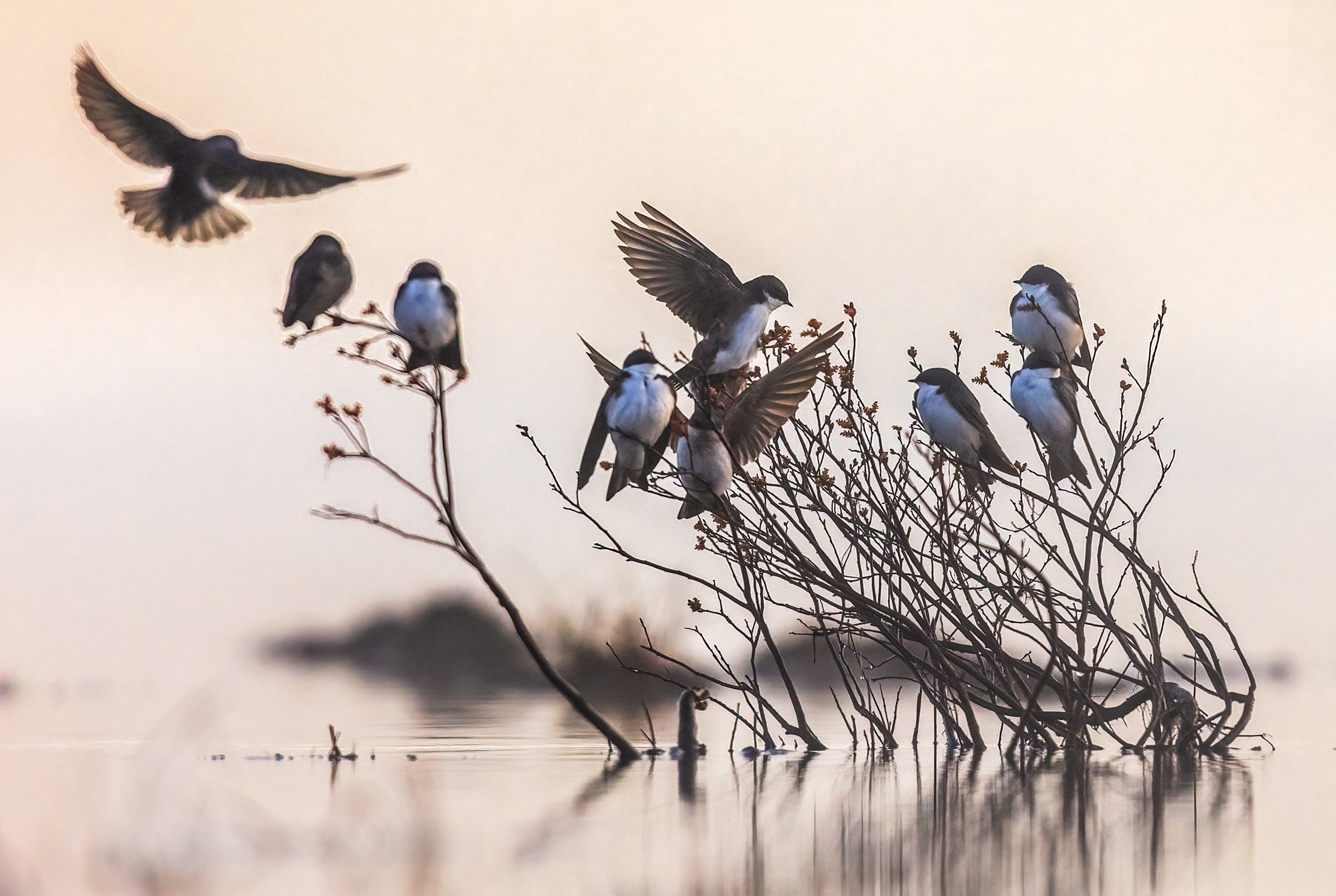 Hirondelle bicolore 032