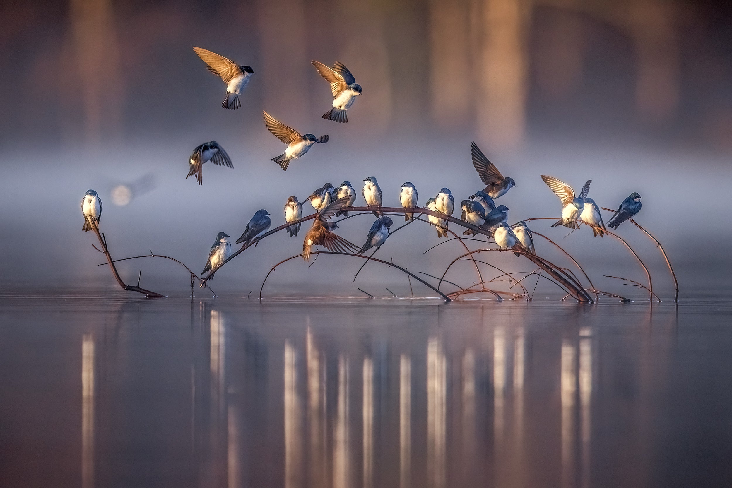 Hirondelle bicolore 035