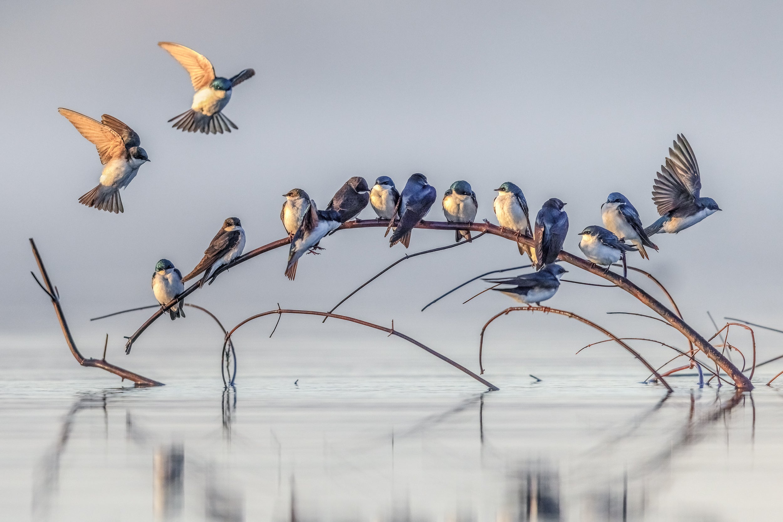 Hirondelle bicolore 036