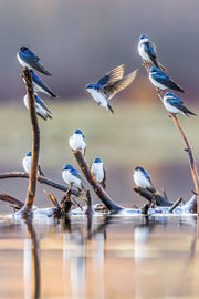 Hirondelle bicolore 038