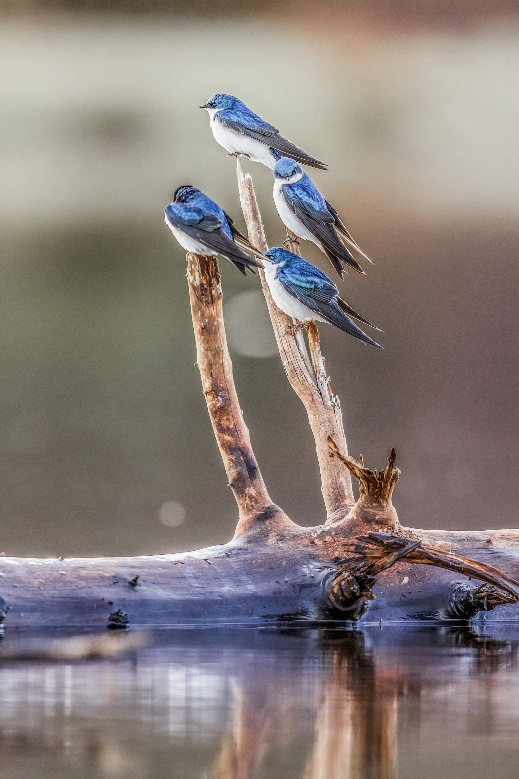 Hirondelle bicolore 040
