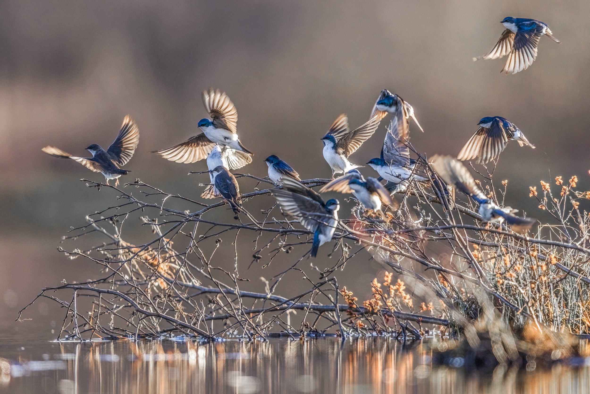 Hirondelle bicolore 041