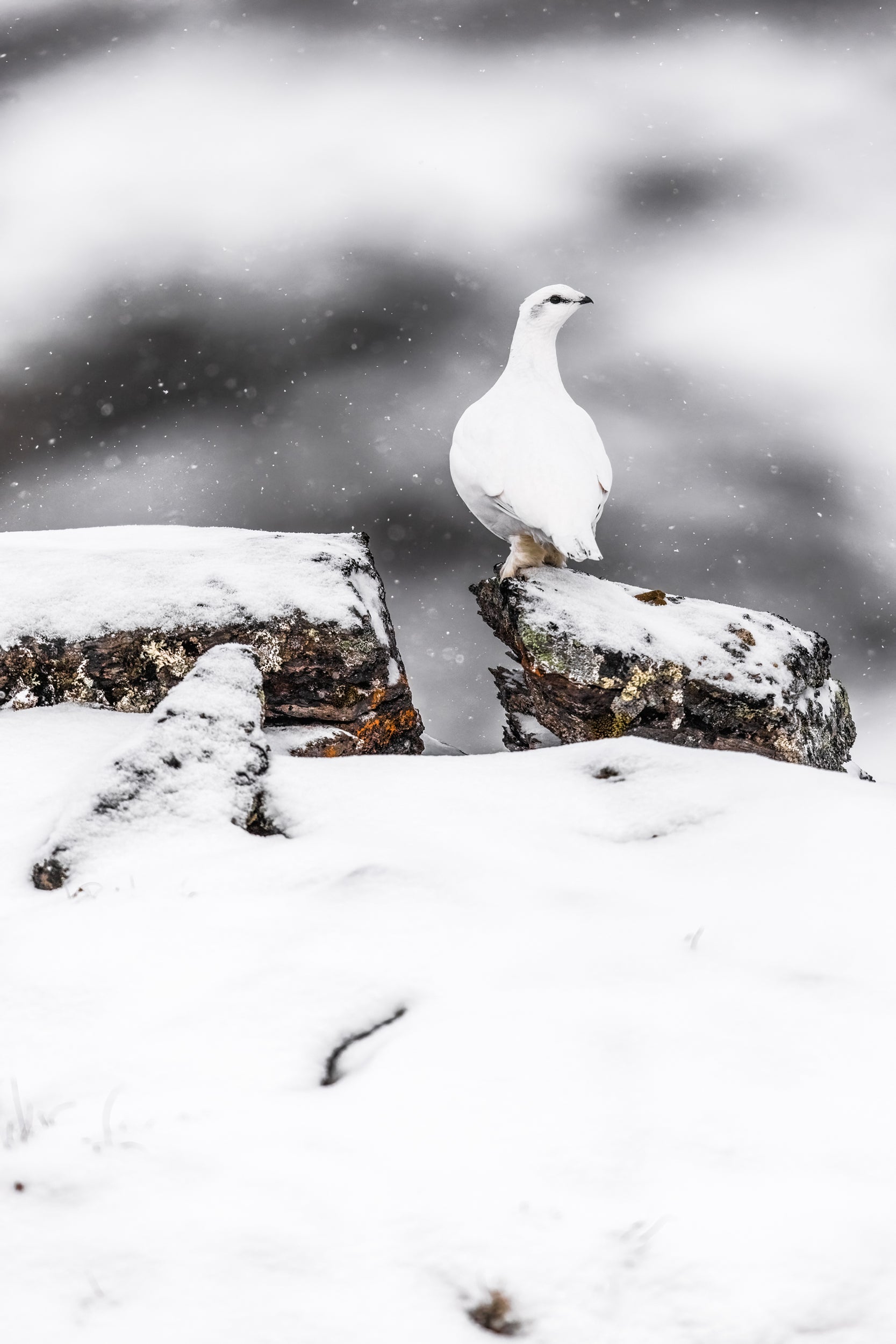 Lagopède des roches 001