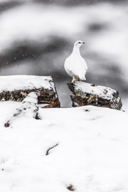Lagopède des roches 001
