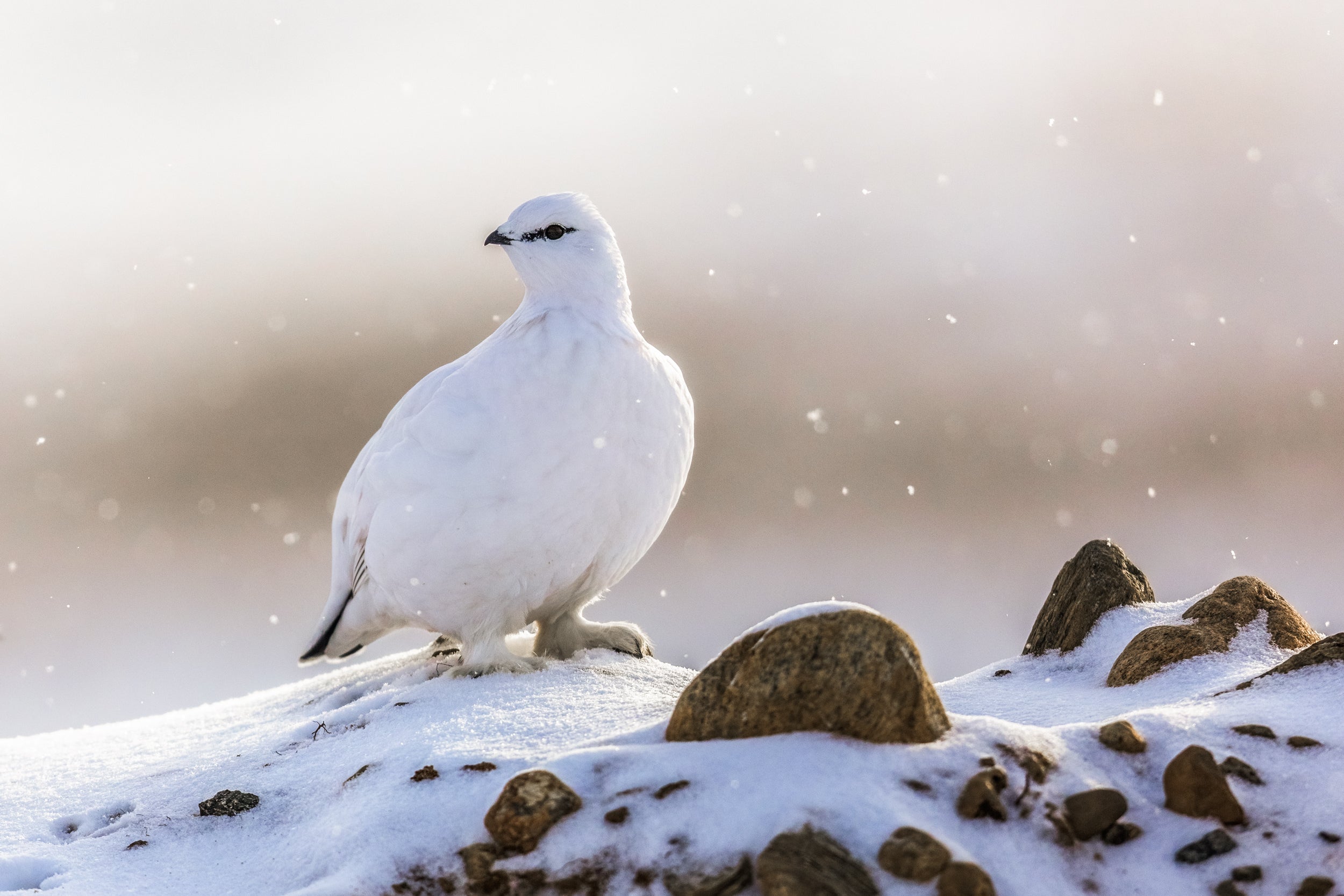 Lagopède des roches 011