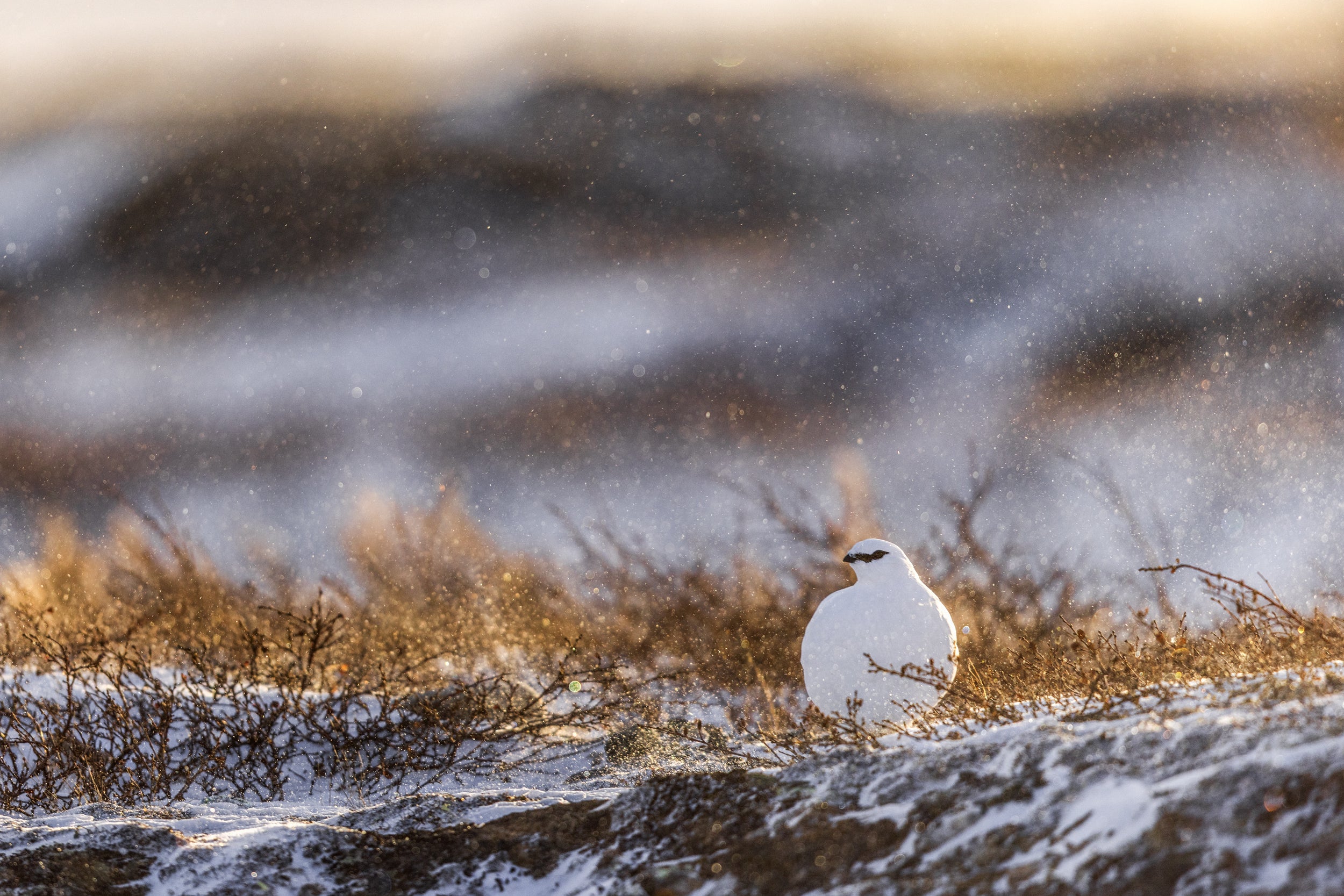Lagopède des roches 012