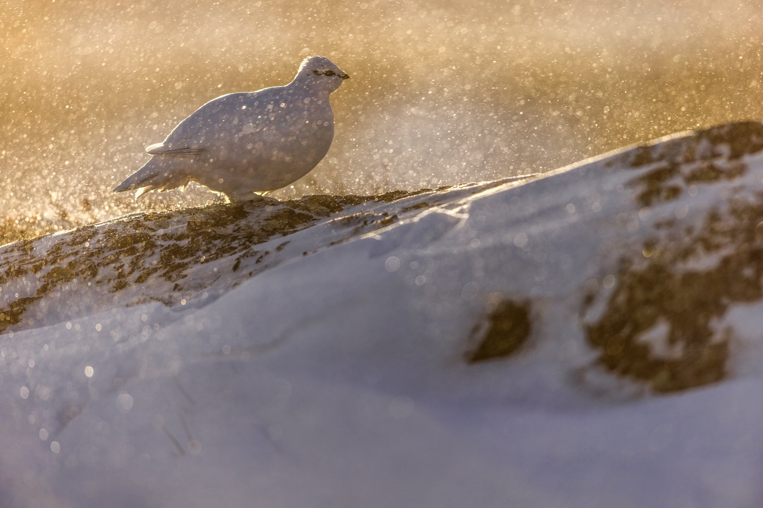 Lagopède des roches 016