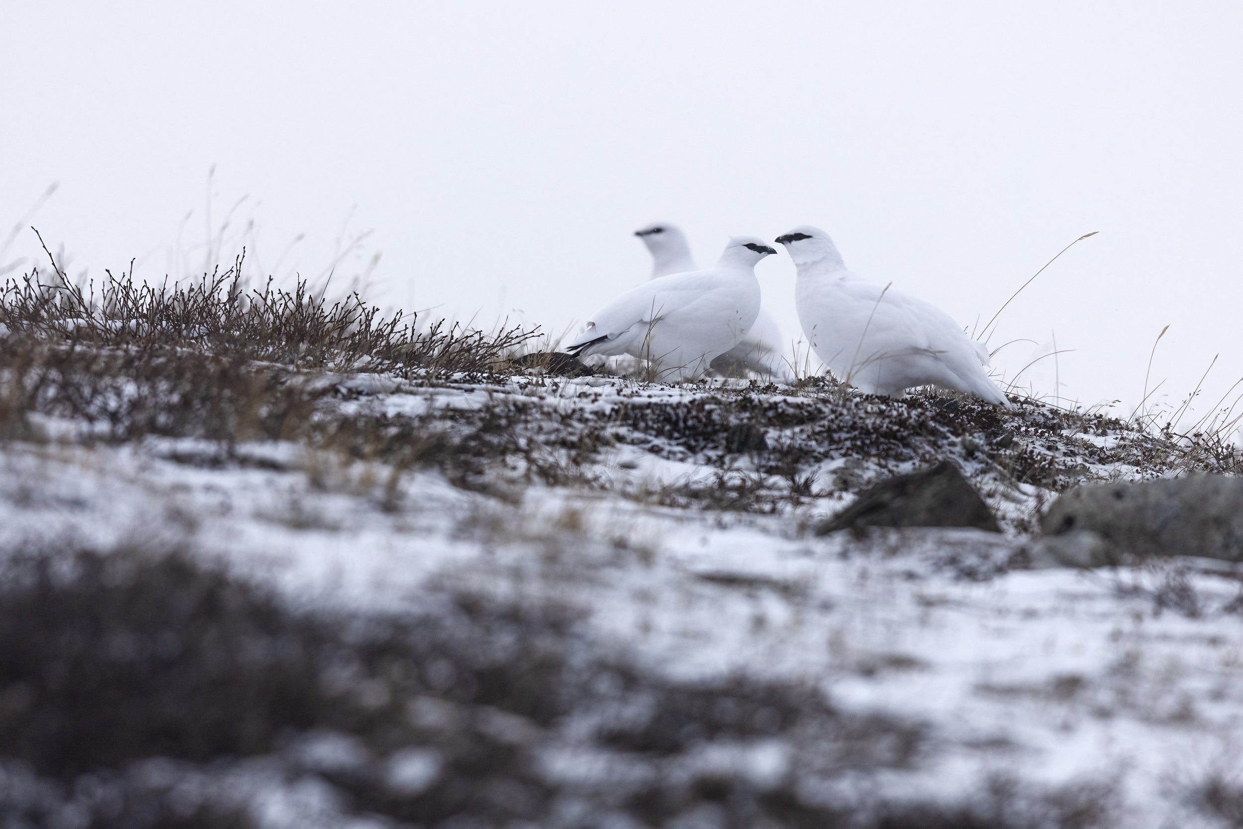 Lagopède des roches 018