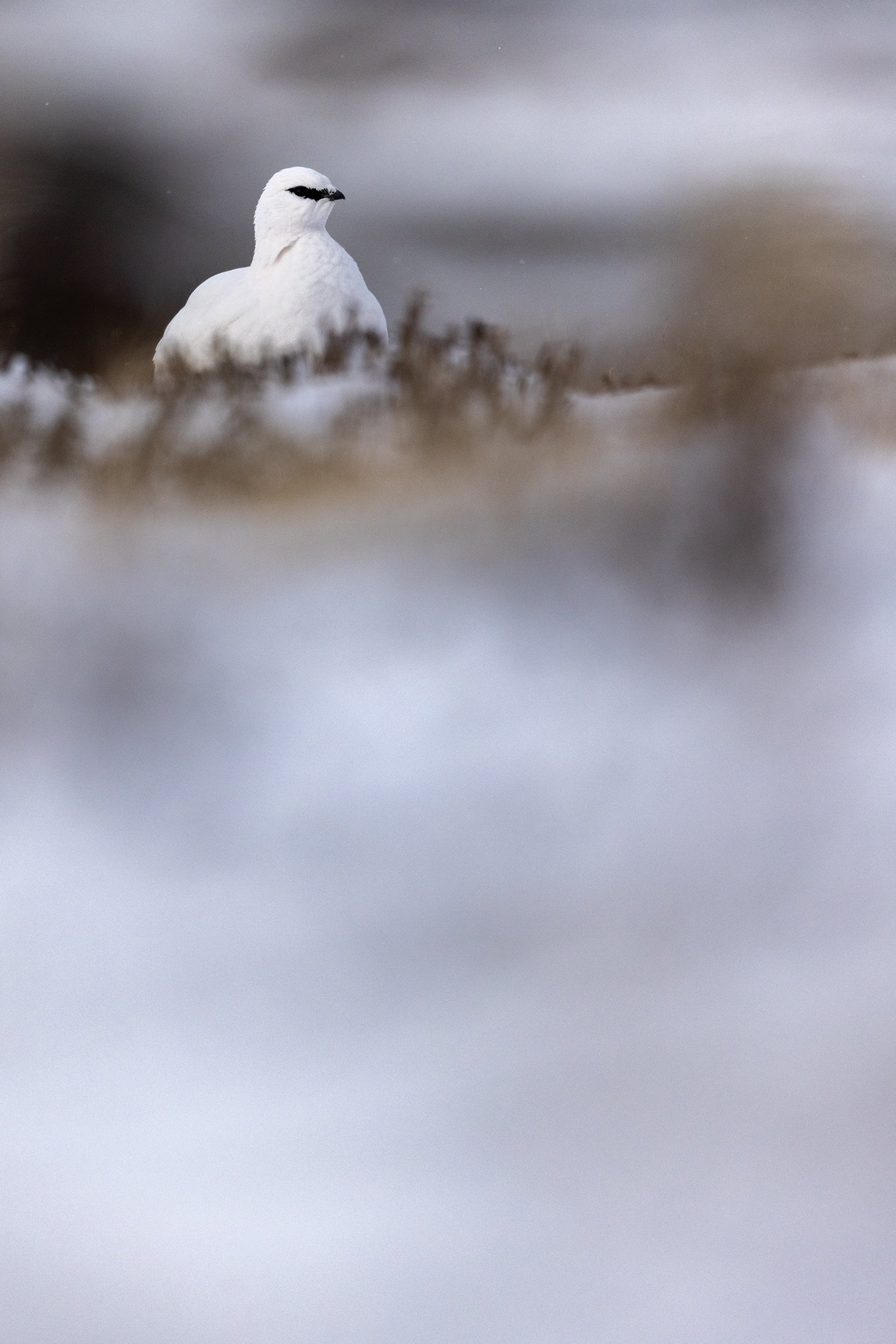 Lagopède des roches 020