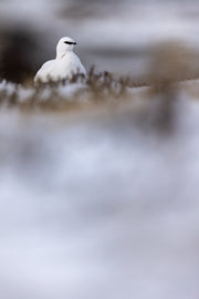Lagopède des roches 020