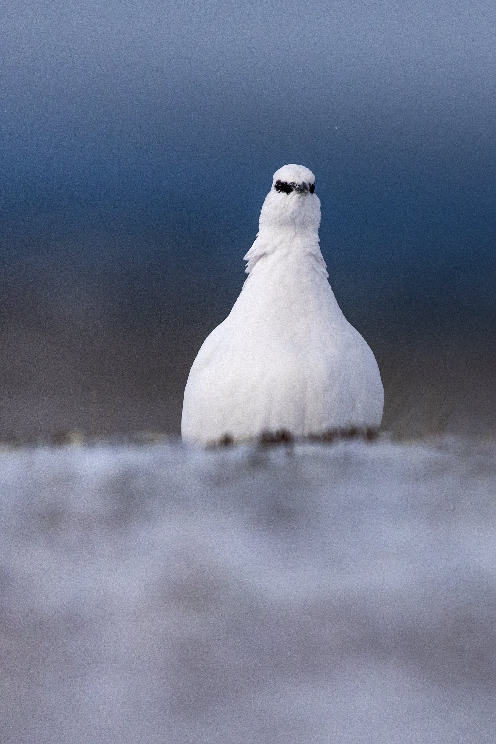 Lagopède des roches 025
