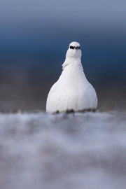 Lagopède des roches 025