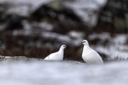 Lagopède des roches 026