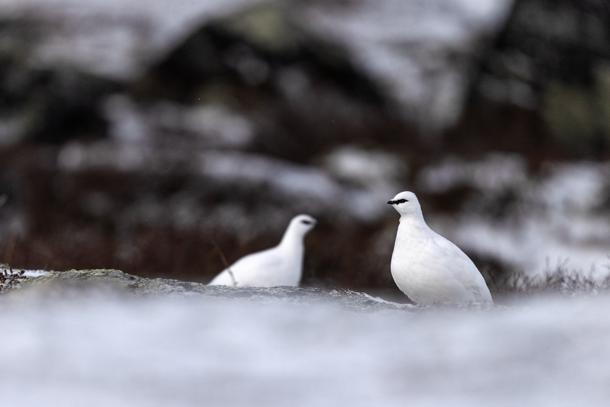 Lagopède des roches 026