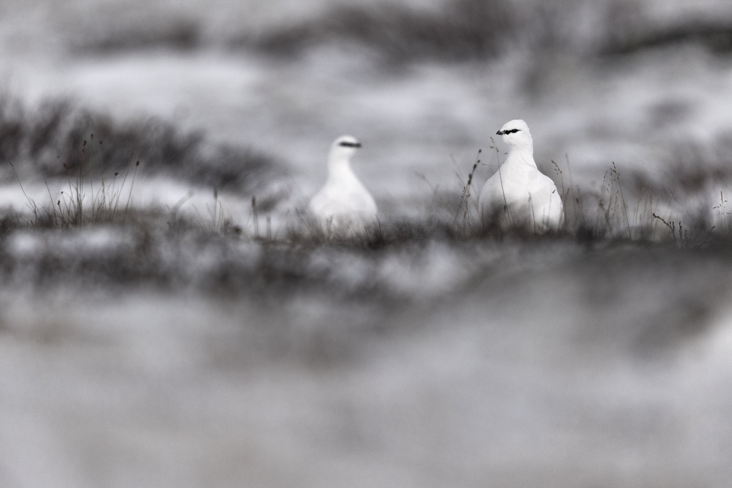 Lagopède des roches 027