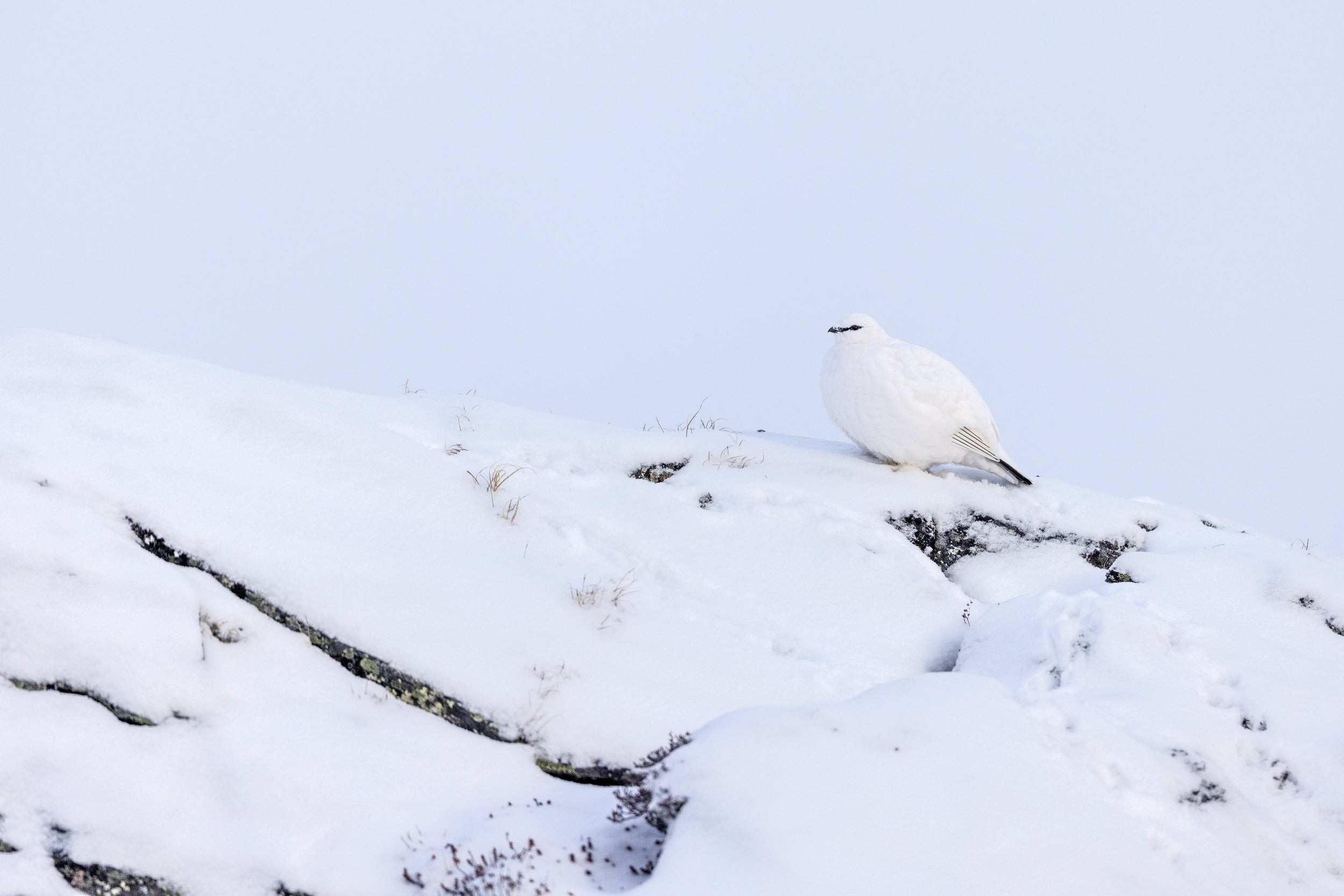 Lagopède des roches 003