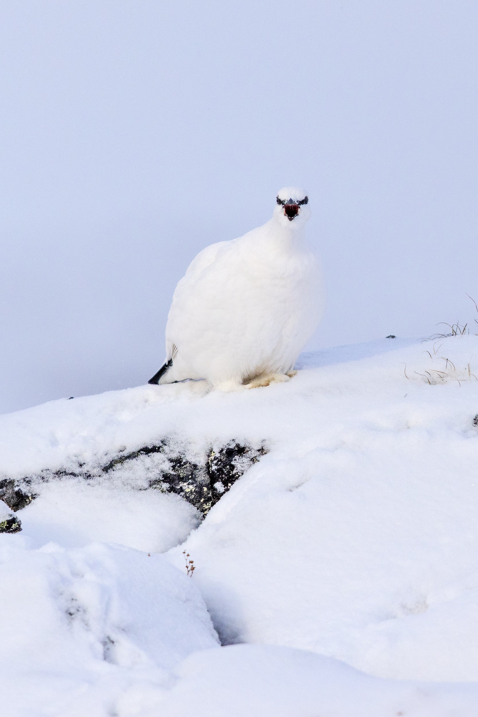 Lagopède des roches 05