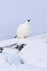Lagopède des roches 05