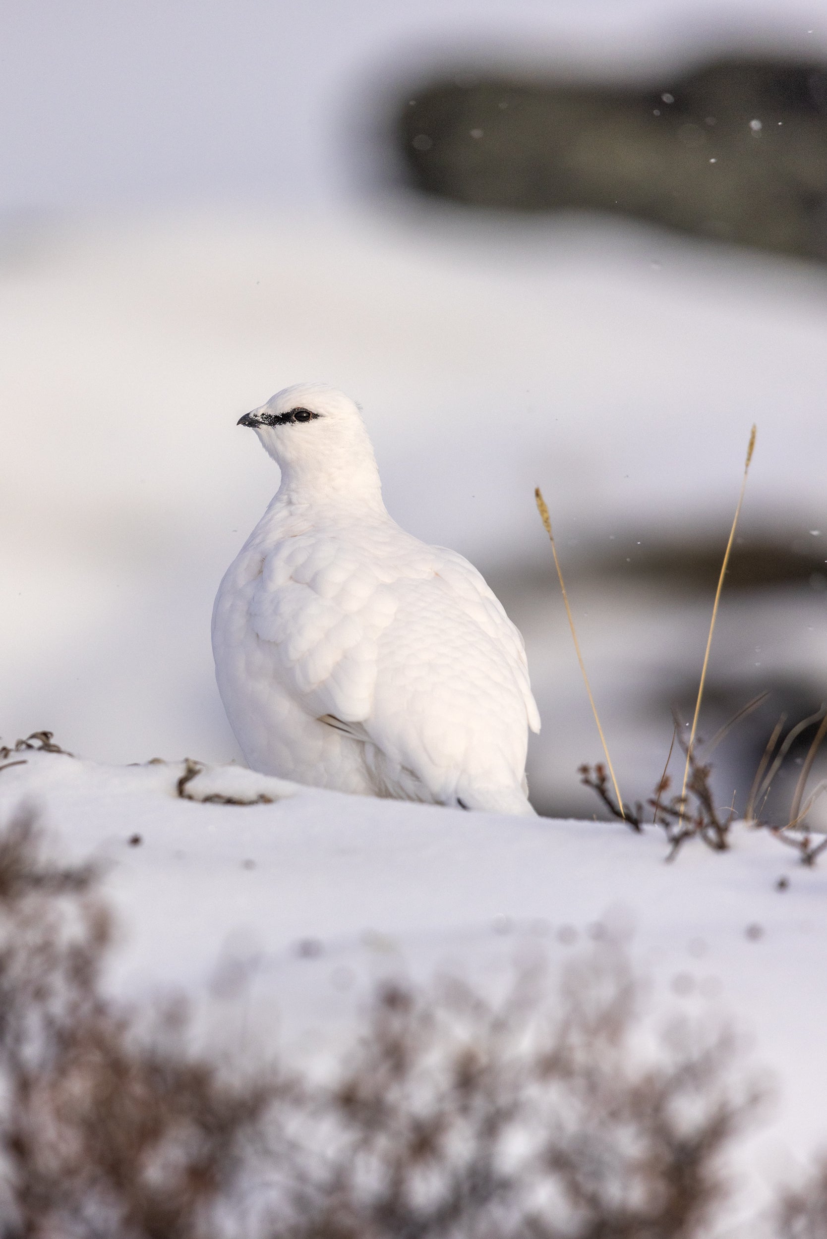 Lagopède des roches 06