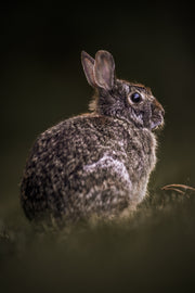 Lapin à queue blanche 001