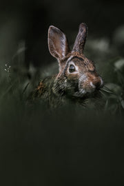 Lapin à queue blanche 002