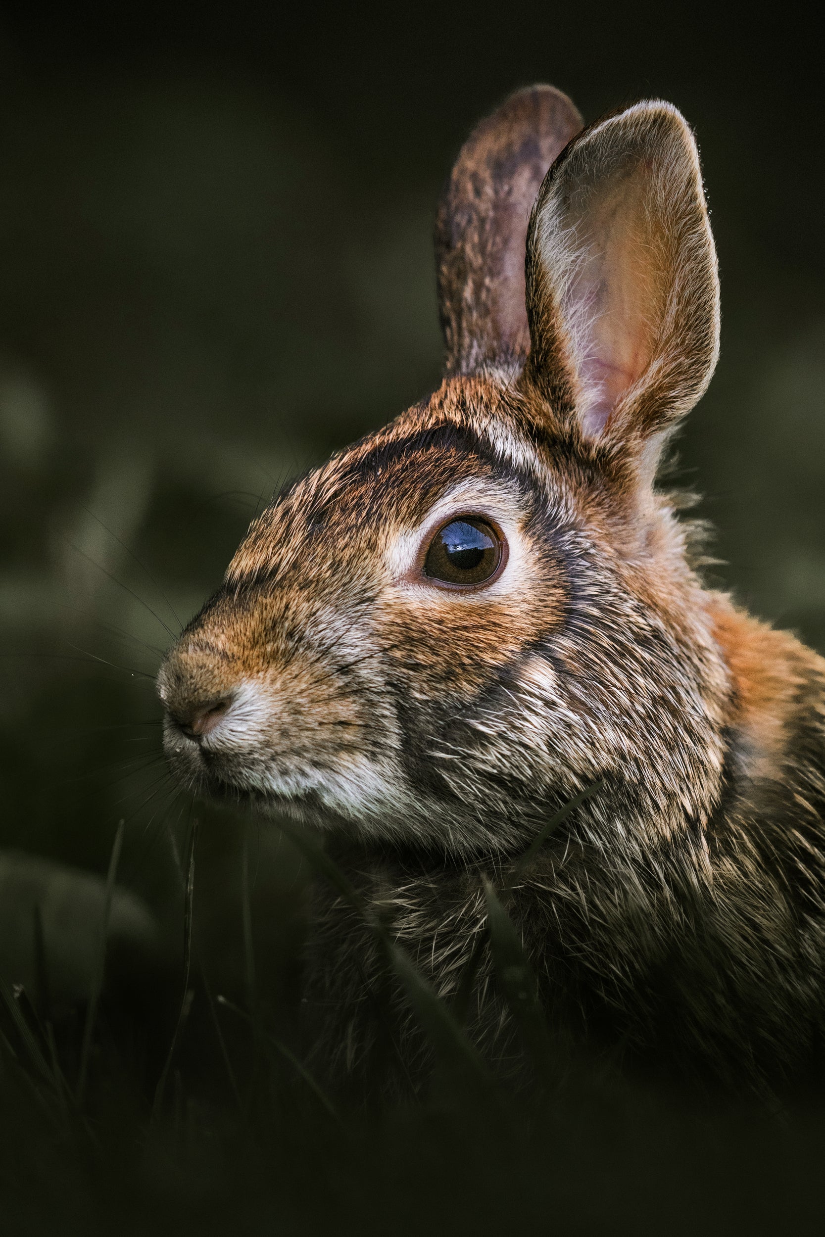 Lapin à queue blanche 003