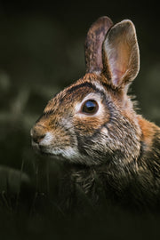 Lapin à queue blanche 003