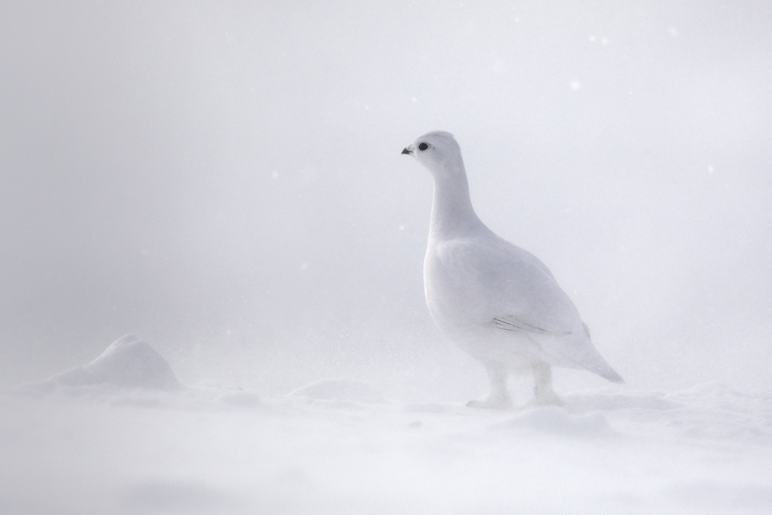 Lagopède des saules - Hiver 001