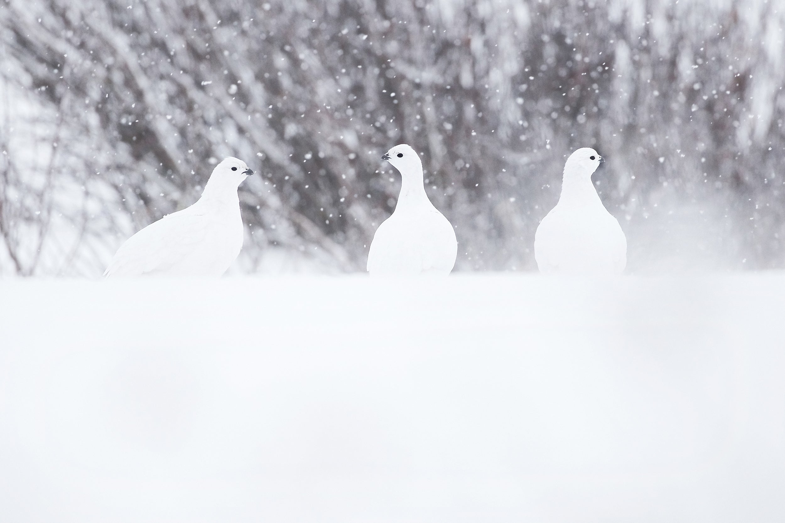 Lagopède des saules - Hiver 003