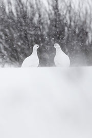 Lagopède des saules - Hiver 009