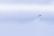 Lagopède des saules - Hiver 100