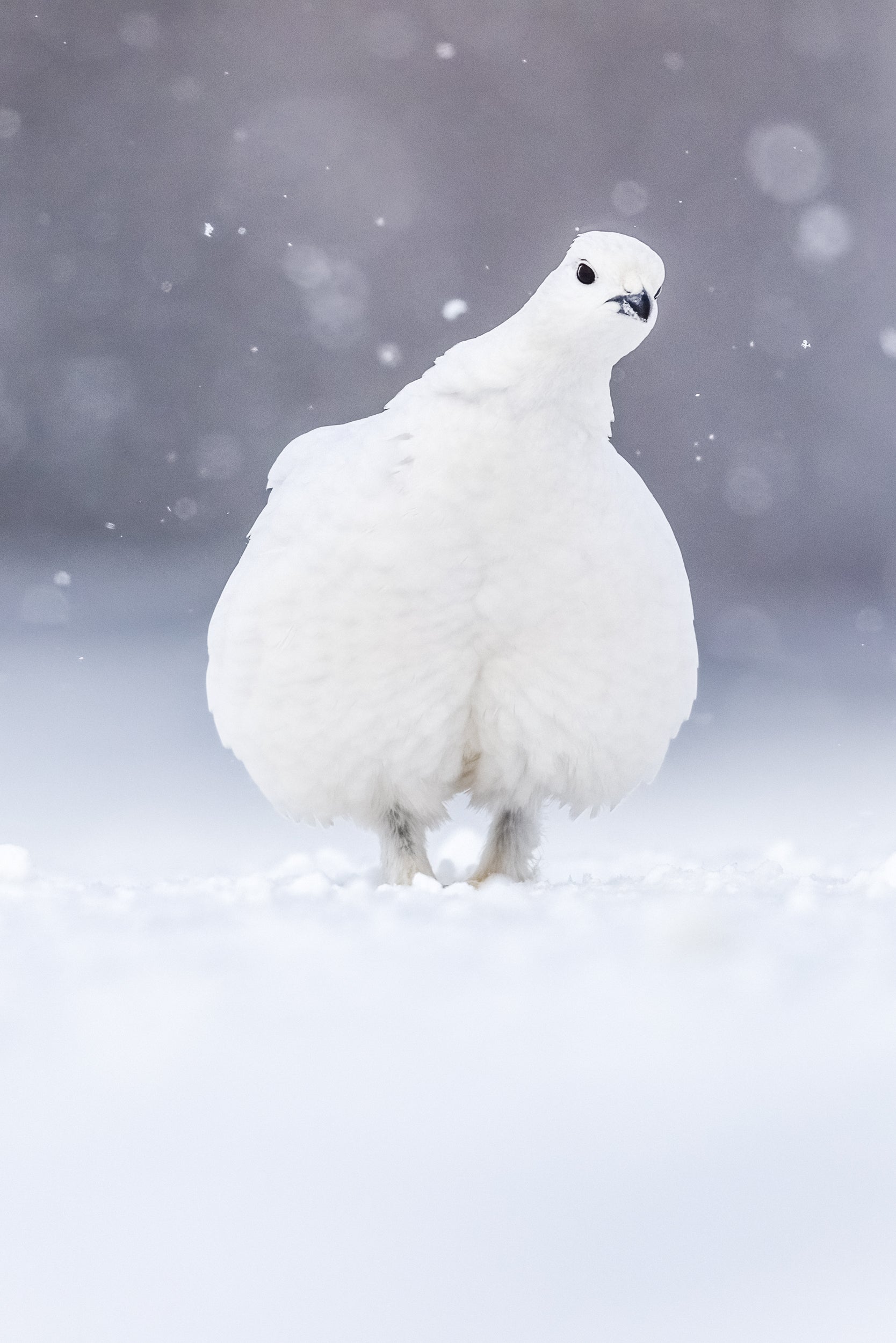 Lagopède des saules - Hiver 101