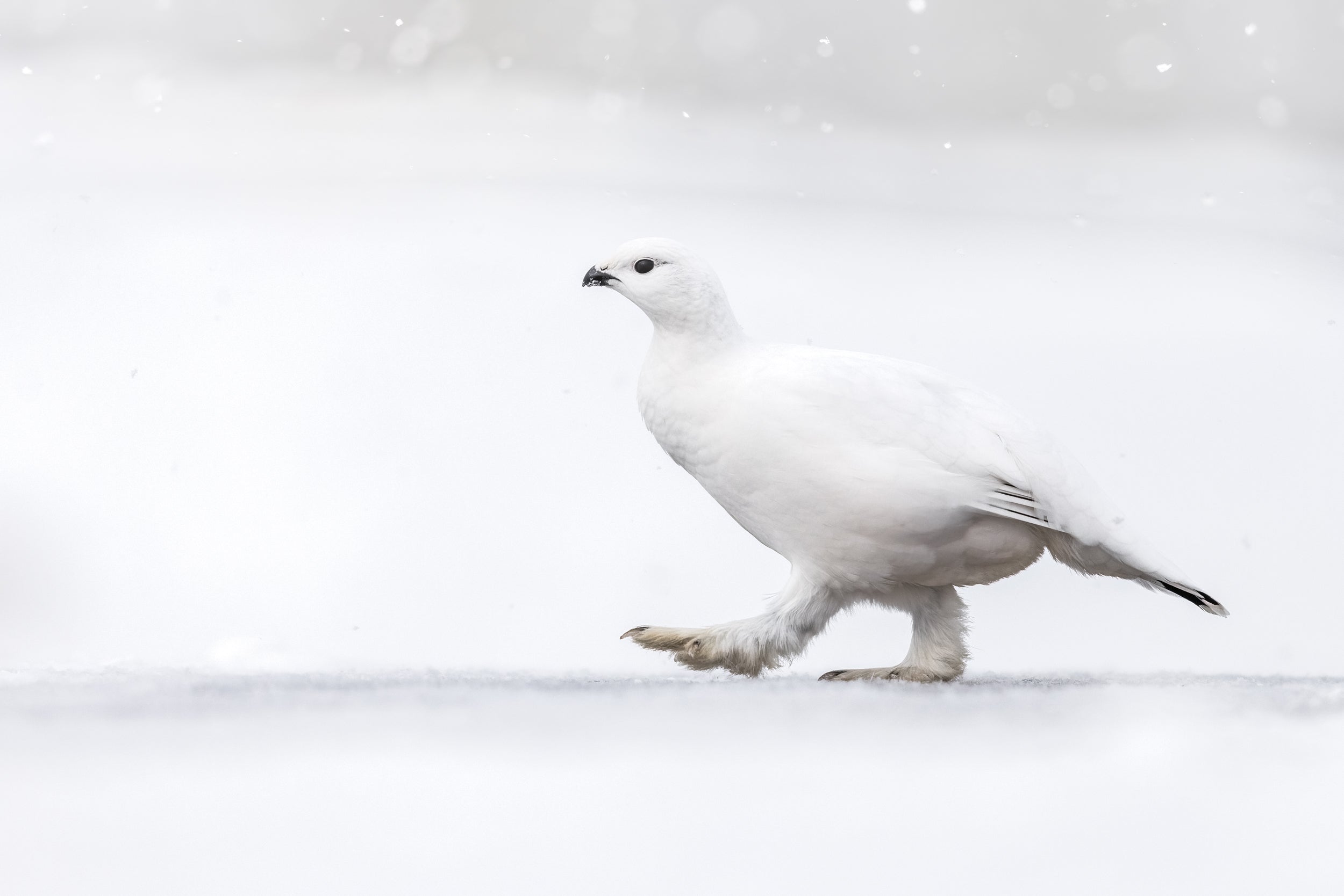 Lagopède des saules - Hiver 103