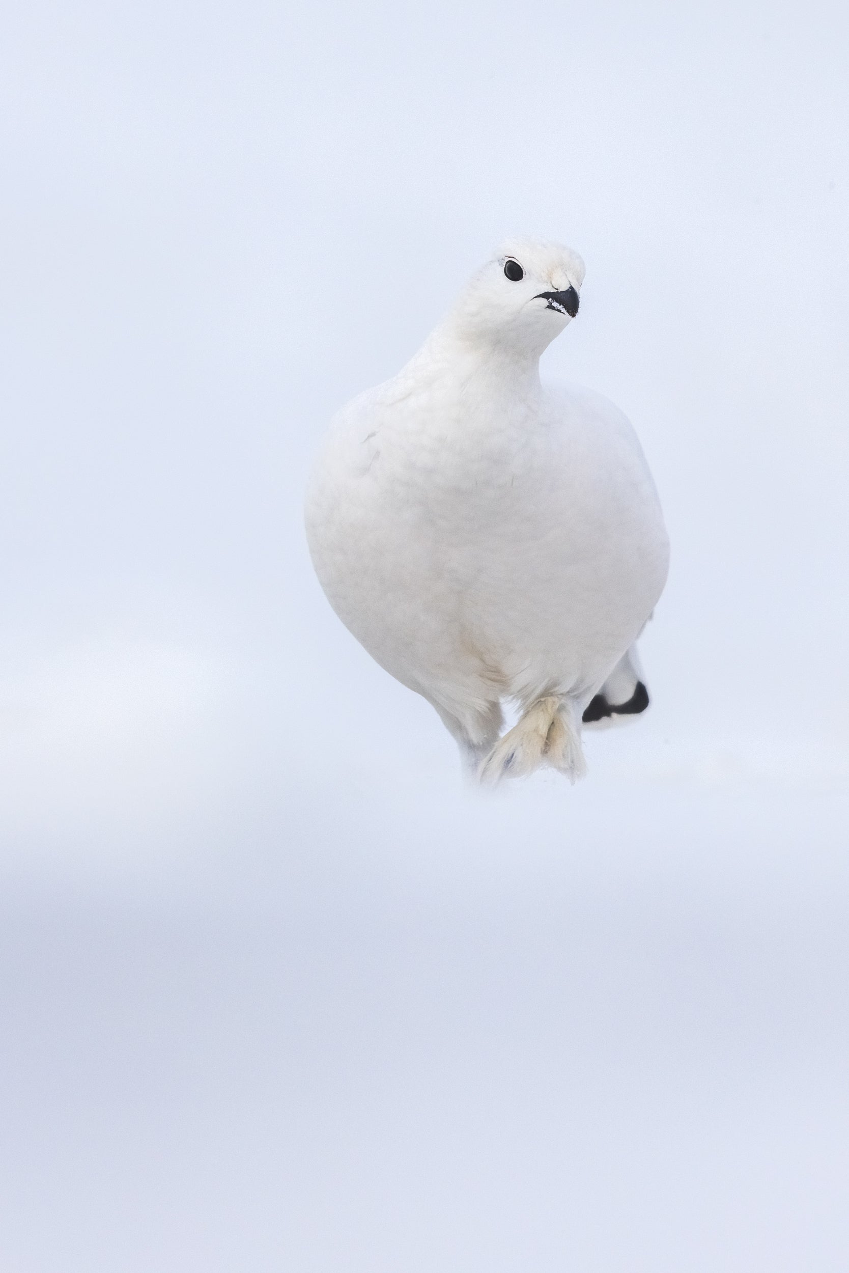 Lagopède des saules - Hiver 104