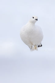 Lagopède des saules - Hiver 104