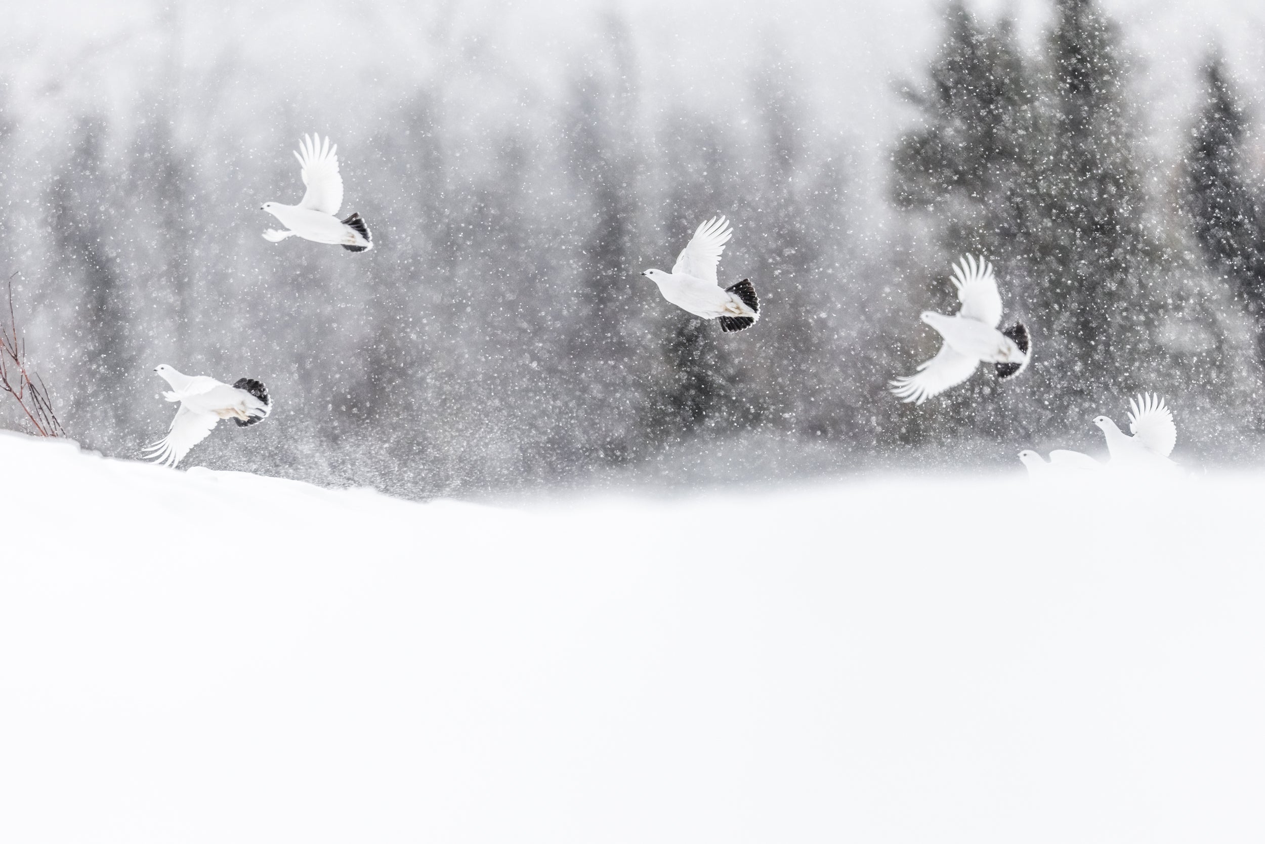 Lagopède des saules - Hiver 105