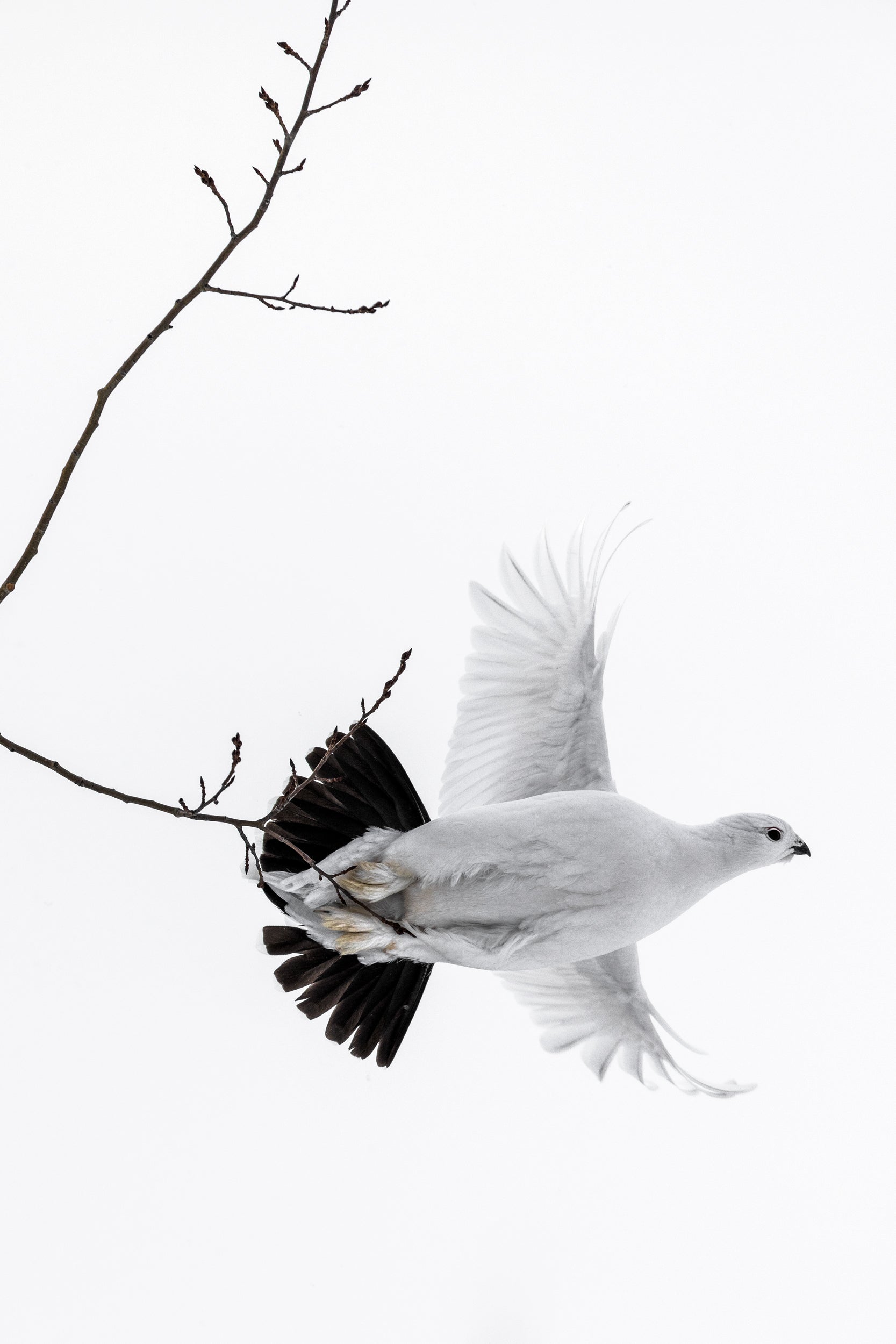 Lagopède des saules - Hiver 106