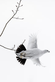 Lagopède des saules - Hiver 106