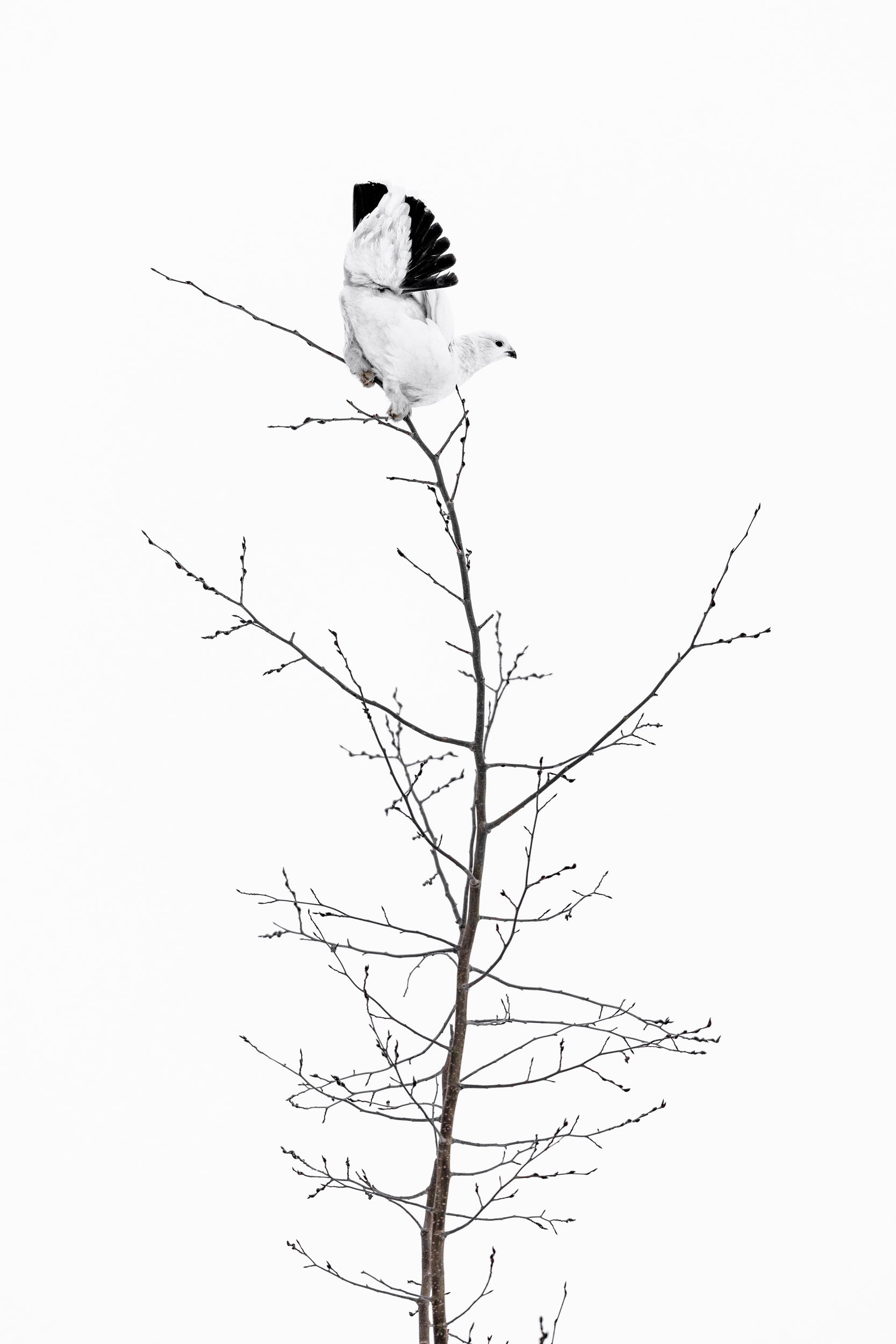 Lagopède des saules - Hiver 107