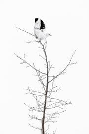 Lagopède des saules - Hiver 107