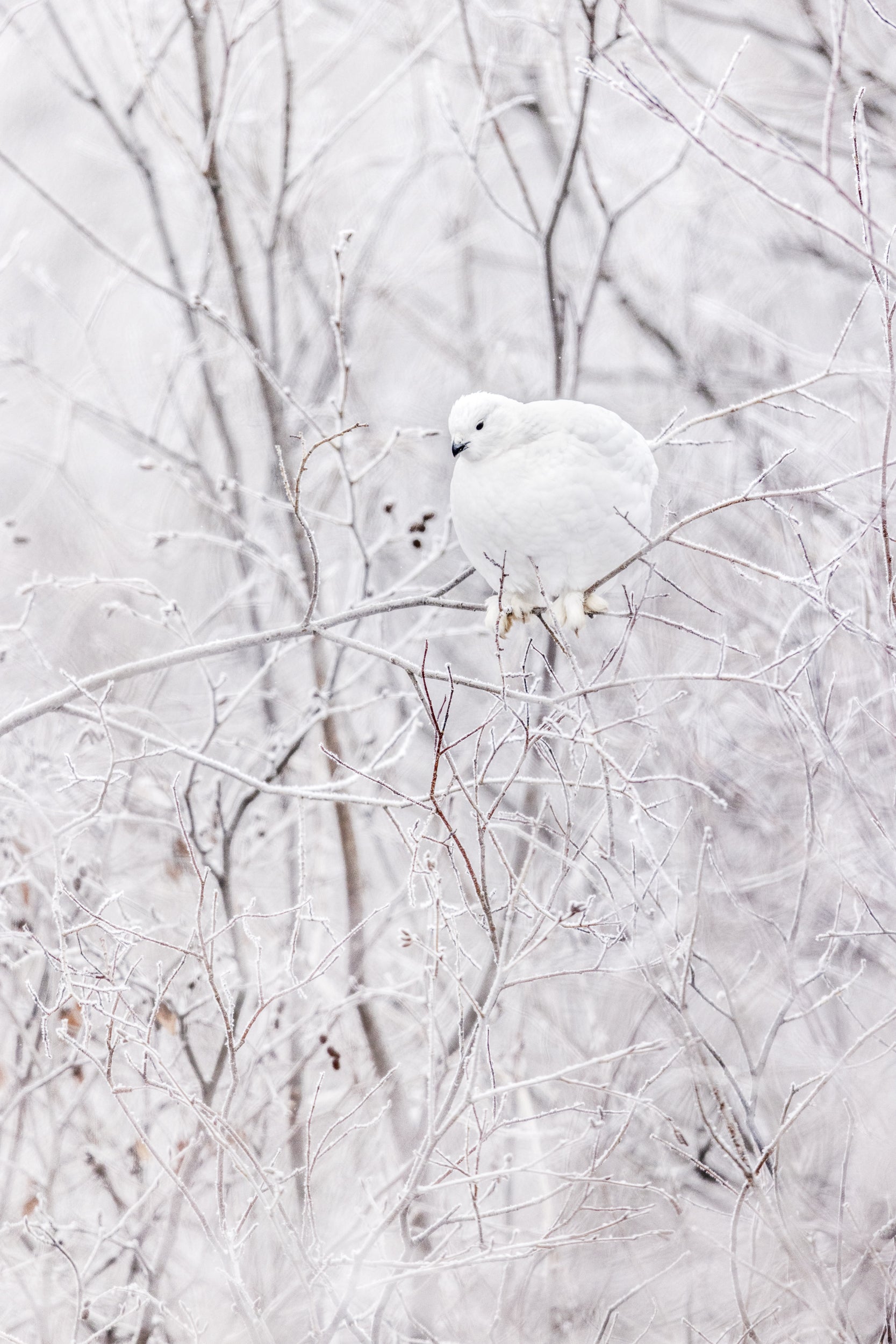 Lagopède des saules - Hiver 109