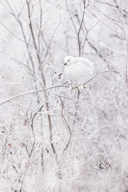 Lagopède des saules - Hiver 109