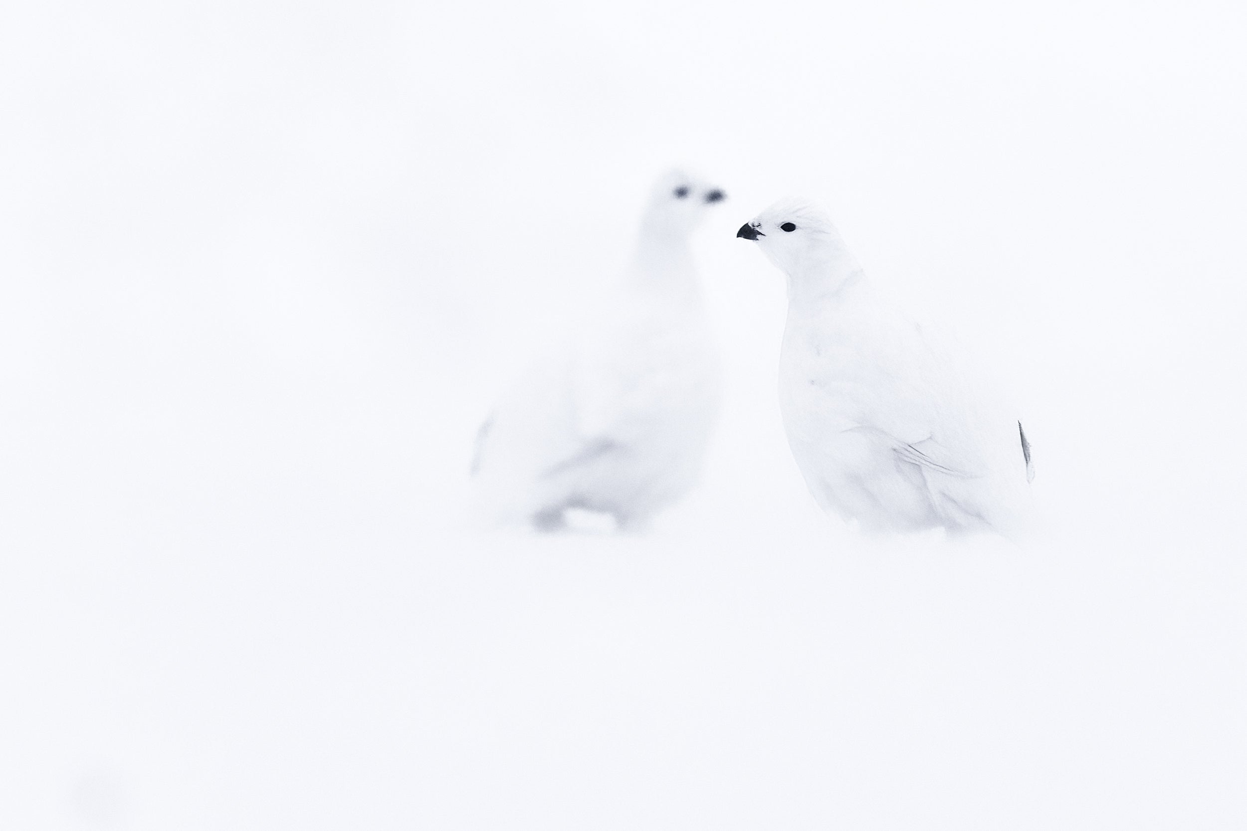 Lagopède des saules - Hiver 110