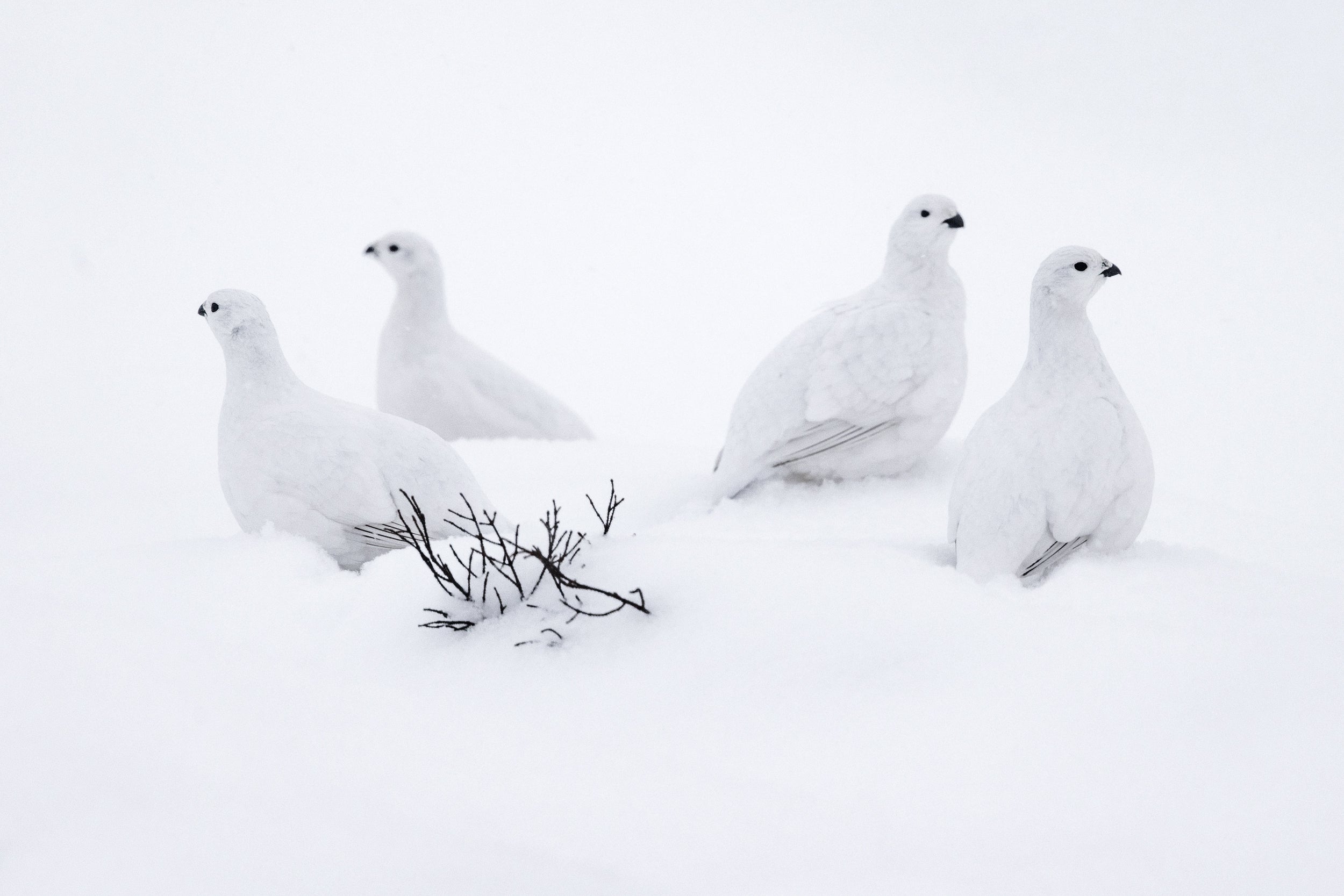 Lagopède des saules - Hiver 111
