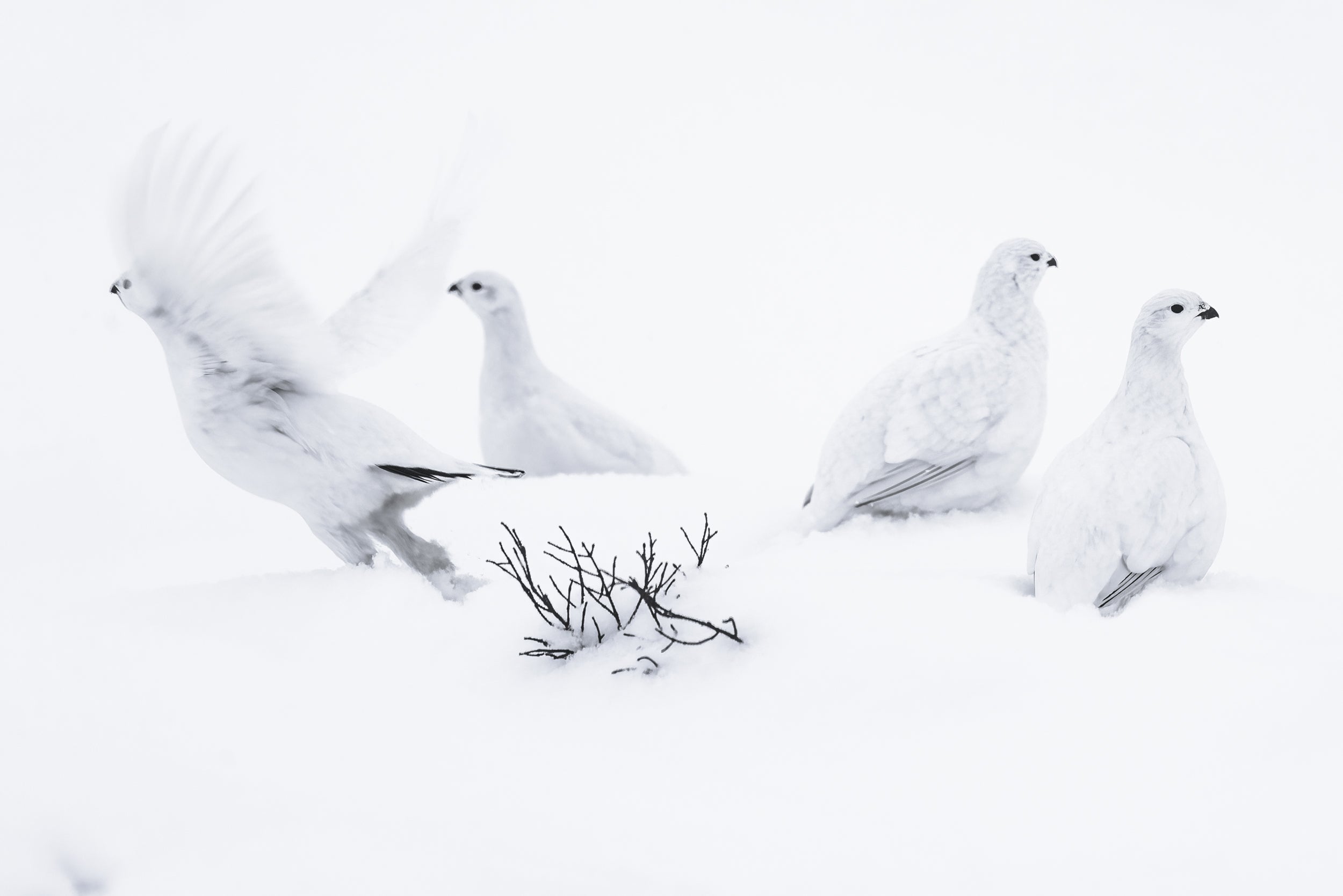 Lagopède des saules - Hiver 112