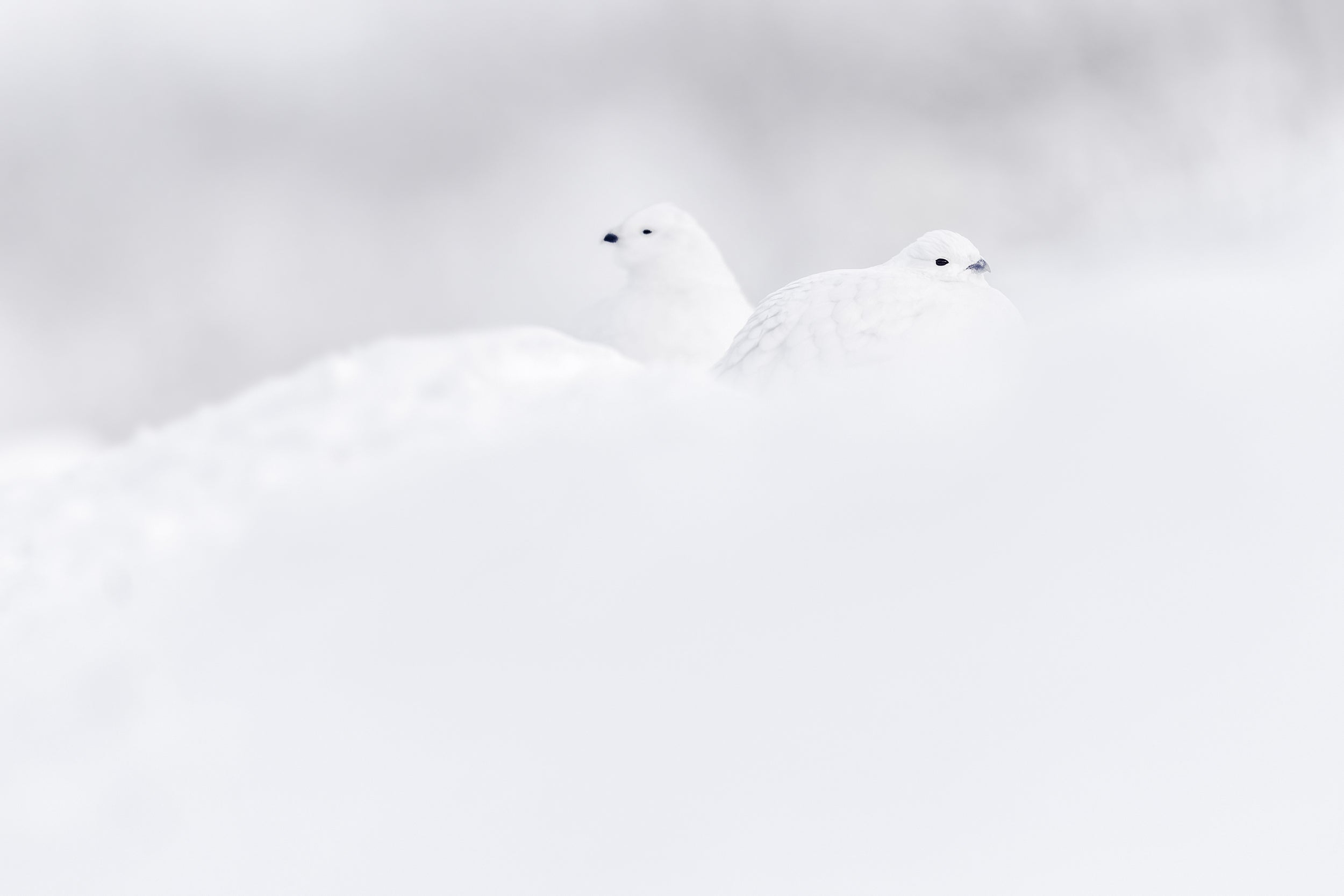 Lagopède des saules - Hiver 113