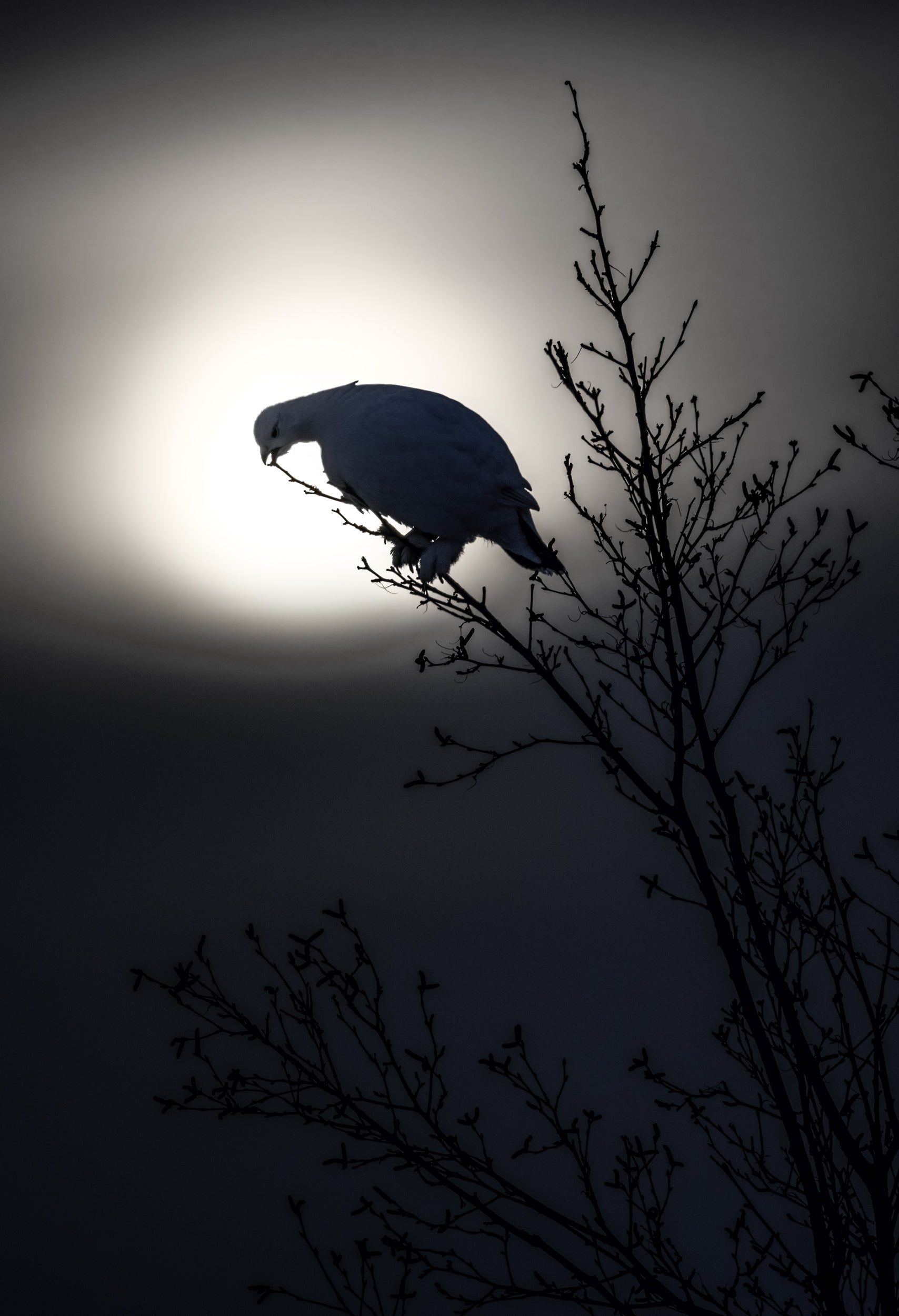 Lagopède des saules - Hiver 114