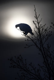 Lagopède des saules - Hiver 114