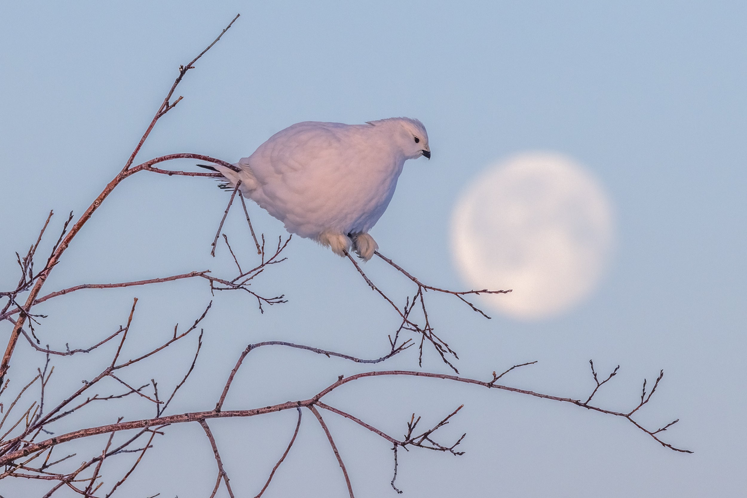 Lagopède des saules - Hiver 116