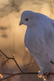 Lagopède des saules - Hiver 118